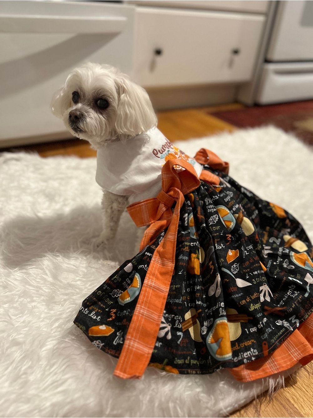 BEAUTIFUL FALL/THANKSGIVING PUPPY HARNESS DRESS